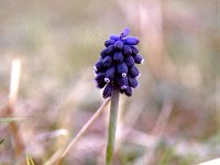 Muscari racemosum 4, Saxifraga-Rutger Barendse