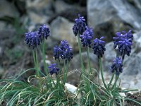 Muscari racemosum 5, Saxifraga-Jan van der Straaten