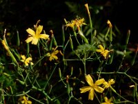 Mycelis muralis 12, Muursla, Saxifraga-Ed Stikvoort