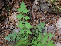 Mycelis muralis 14, Muursla, Saxifraga-Ed Stikvoort