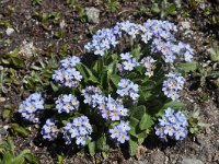 Myosotis alpestris 37, Saxifraga-Harry Jans