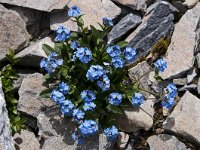 Myosotis alpestris 38, Saxifraga-Luuk Vermeer