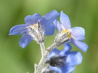 Myosotis alpestris 39, Saxifraga-Sonja Bouwman  Alpen vergeet-mij-nietje - Myosotis alpestris - Boraginaceae familie