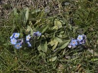 Myosotis alpestris 41, Saxifraga-Willem van Kruijsbergen