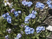 Myosotis alpestris 42, Saxifraga-Willem van Kruijsbergen