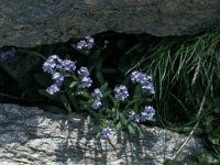 Myosotis alpestris 43, Saxifraga-Jan van der Straaten