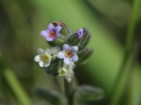 Myosotis discolor 1, Veelkleurig vergeet-mij-nietje, Saxifraga-Rutger Barendse