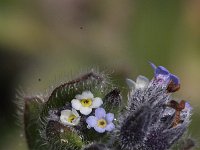 Myosotis discolor 2, Veelkleurig vergeet-mij-nietje, Saxifraga-Rutger Barendse