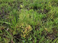 Myosotis discolor 3, Veelkleurig vergeet-me-nietje, Saxifraga-Hans Boll