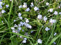 Myosotis laxa 1, Zompvergeet-mij-nietje, Saxifraga-Peter Meininger