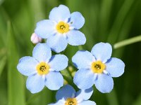 Myosotis scorpioides ssp scorpioides 19, Moeras vergeet-mij-nietje, Saxifraga-Sonja Bouwman