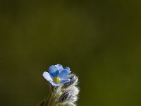 Myosotis stricta 1, Stijf vergeet-mij-nietje, Saxifraga-Jan van der Straaten