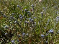 Myosotis stricta 10, Stijf vergeet-mij-nietje, Saxifraga-Ed Stikvoort