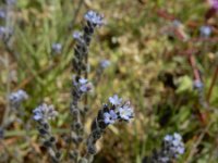 Myosotis stricta 12, Stijf vergeet-mij-nietje, Saxifraga-Ed Stikvoort