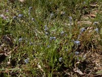 Myosotis stricta 13, Stijf vergeet-mij-nietje, Saxifraga-Ed Stikvoort