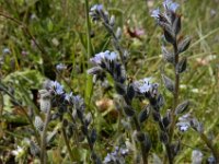 Myosotis stricta 14, Stijf vergeet-mij-nietje, Saxifraga-Ed Stikvoort