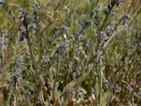 Myosotis stricta 15, Stijf vergeet-mij-nietje, Saxifraga-Ed Stikvoort