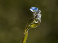 Myosotis stricta 2, Stijf vergeet-mij-nietje, Saxifraga-Jan van der Straaten