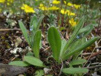 Myosotis stricta 3, Stijf vergeet-mij-nietje, Saxifraga-Rutger Barendse