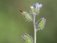 Myosotis stricta 4, Stijf vergeet-mij-nietje, Saxifraga-Rutger Barendse