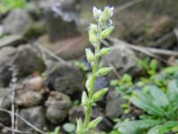 Myosotis stricta 5, Stijf vergeet-mij-nietje, Saxifraga-Rutger Barendse