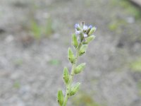 Myosotis stricta 7, Stijf vergeet-mij-nietje, Saxifraga-Rutger Barendse