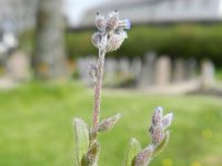 Myosotis stricta 8, Stijf vergeet-mij-nietje, Saxifraga-Rutger Barendse