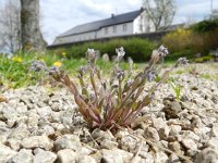 Myosotis stricta 9, Stijf vergeet-mij-nietje, Saxifraga-Rutger Barendse