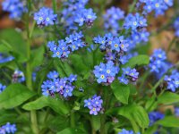 Myosotis sylvatica 30, Bosvergeet-mij-nietje, Saxifraga-Tom Heijnen