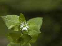 Myosoton aquaticum 1, Watermuur, Saxifraga-Marijke Verhagen