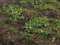 Myosoton aquaticum 10, Watermuur, Saxifraga-Hans Boll