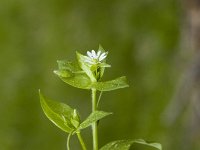 Myosoton aquaticum 2, Watermuur, Saxifraga-Marijke Verhagen