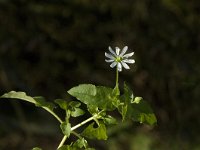 Myosoton aquaticum 3, Watermuur, Saxifraga-Jan van der Straaten