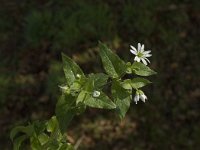 Myosoton aquaticum 4, Watermuur, Saxifraga-Jan van der Straaten