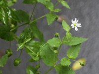 Myosoton aquaticum 6, Watermuur, Saxifraga-Peter Meininger