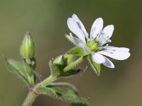 Myosoton aquaticum 7, Watermuur, Saxifraga-Peter Meininger