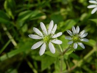 Myosoton aquaticum 8, Watermuur, Saxifraga-Rutger Barendse