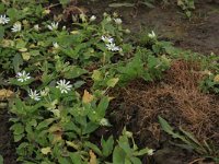 Myosoton aquaticum 9, Watermuur, Saxifraga-Hans Boll