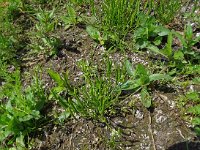 Myosurus minimus 35, Muizenstaart, Saxifraga-Hans Grotenhuis