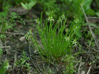 Myosurus minimus 1, Muizenstaart, Saxifraga-Dirk Hilbers