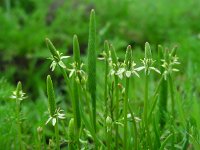 Myosurus minimus 16, Muizenstaart, Saxifraga-Ed Stikvoort