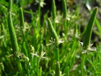 Myosurus minimus 19, Muizenstaart, Saxifraga-Ed Stikvoort