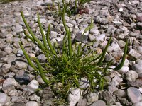 Myosurus minimus 2, Muizenstaart, Saxifraga-Peter Meininger