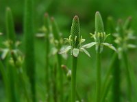 Myosurus minimus 20, Muizenstaart, Saxifraga-Ed Stikvoort