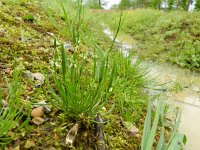 Myosurus minimus 21, Muizenstaart, Saxifraga-Rutger Barendse