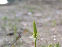 Myosurus minimus 25, Muizenstaart, Saxifraga-Jeroen Willemsen