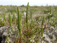 Myosurus minimus 27, Muizenstaart, Saxifraga-Ed Stikvoort