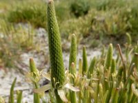 Myosurus minimus 28, Muizenstaart, Saxifraga-Ed Stikvoort