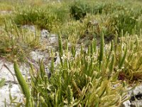 Myosurus minimus 29, Muizenstaart, Saxifraga-Ed Stikvoort