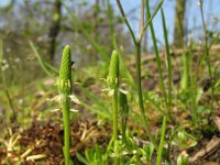 Myosurus minimus 5, Muizenstaart, Saxifraga-Rutger Barendse